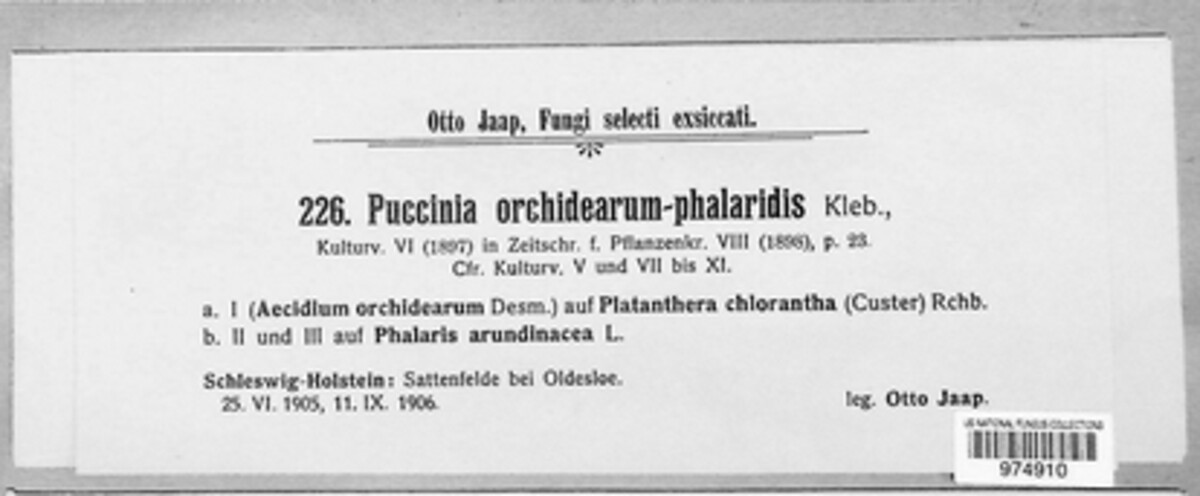 Puccinia orchidearum-phalaridis image